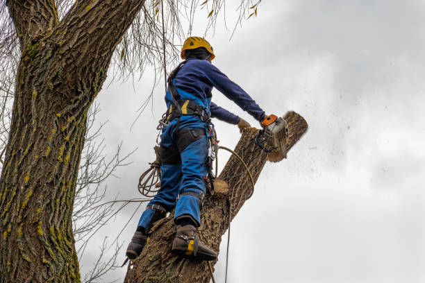 How Our Tree Care Process Works  in  Summit, AZ